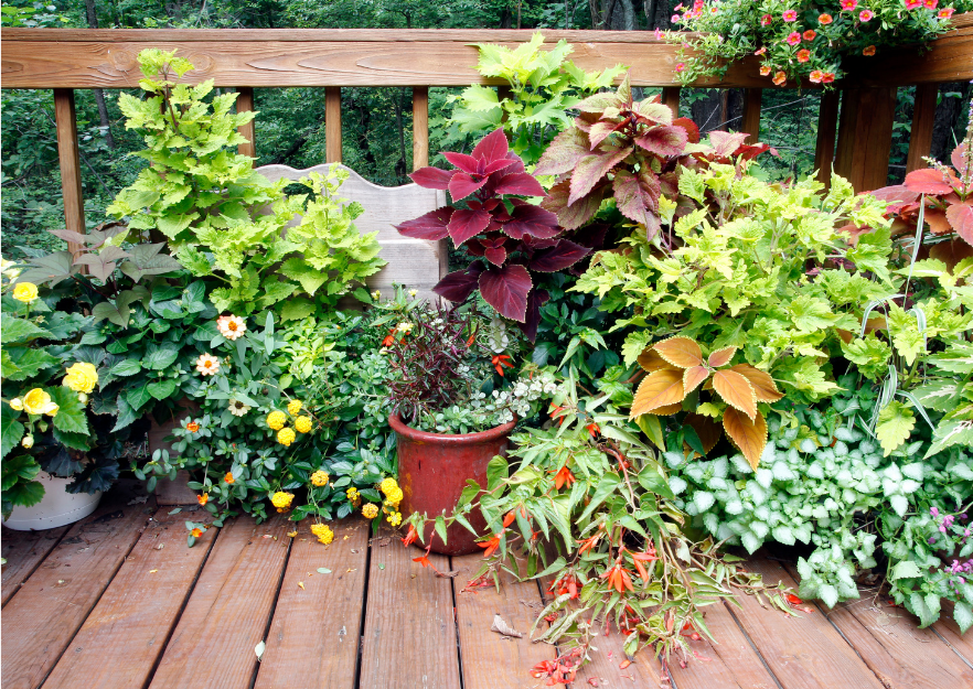 potted plants 101 Patio Pot Planting 101 – Untiedt's Vegetable Farm