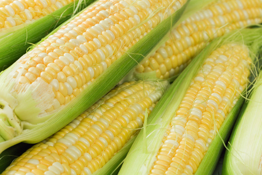 Sweet Corn