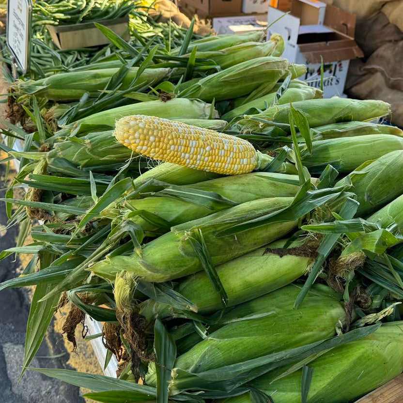 sweet corn at minneapolis farmers market square.jpg__PID:cd447f75-f426-4feb-9949-9a5a4517e3c8