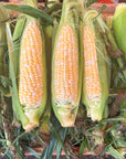 Sweet Corn