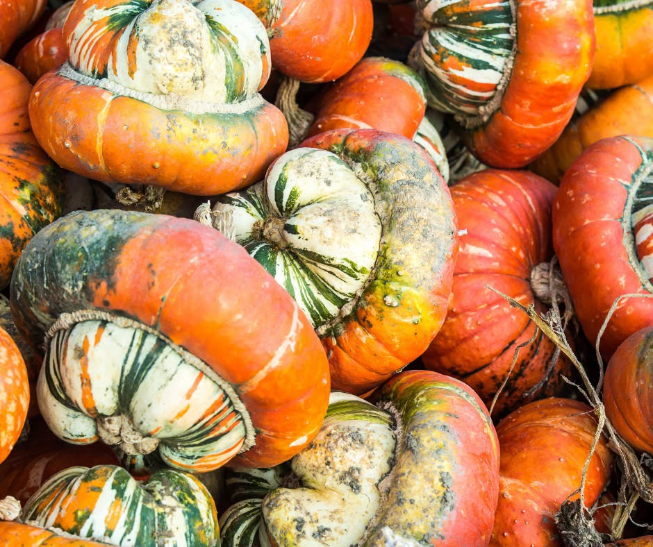 Turban Squash