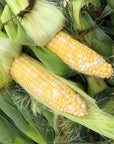 Sweet Corn