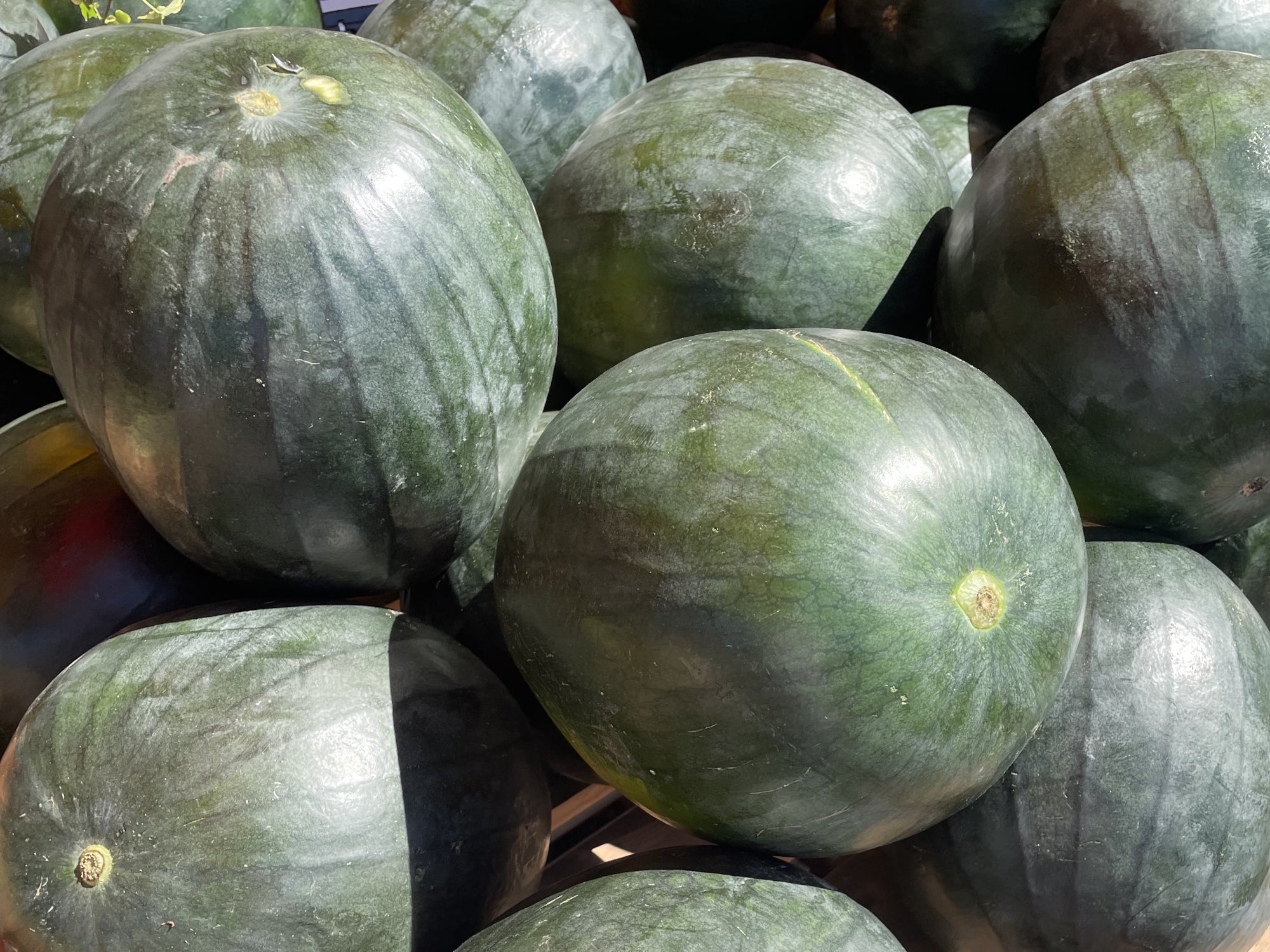 Watermelons