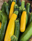 Zucchini