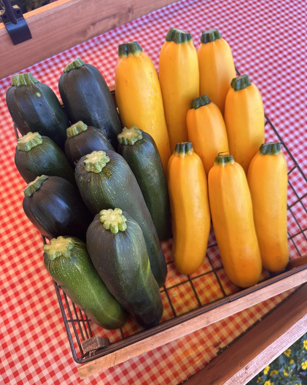 zucchini 2024.jpg__PID:8510d344-593a-4060-86fa-3c696d560a0e